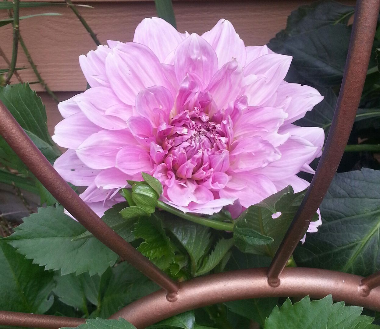  photo 20140720_102142-1_zpsdgjyhhyx.jpg